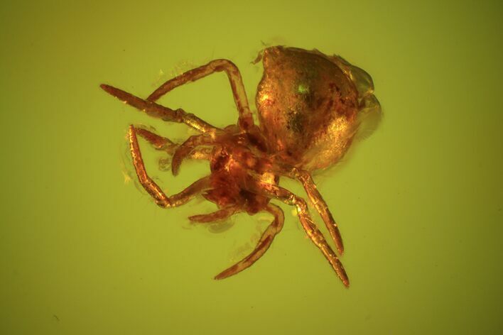 Fossil Spider (Aranea) In Baltic Amber #48224